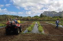 Boom sprayer for basil
